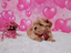 Immagine 29