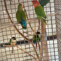 Inseparabili roseicollis