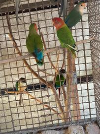 Inseparabili roseicollis