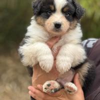 Cuccioli di pastore australiano