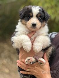 Cuccioli di pastore australiano
