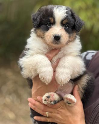Cuccioli di pastore australiano