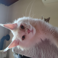 Cucciolo Maine Coon di 6 mesi - colore rarissimo