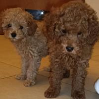 Cuccioli di barboncino red