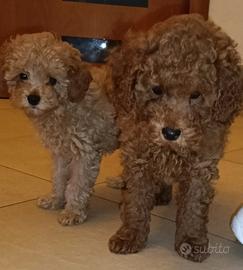 Cuccioli di barboncino red