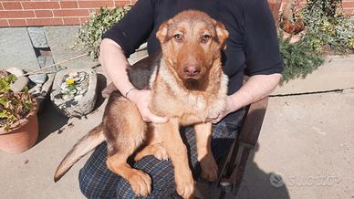 Pastore tedesco femmina pura razza