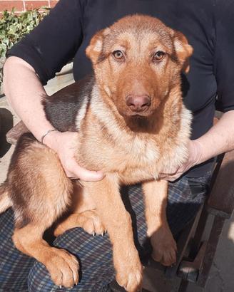 Pastore tedesco femmina pura razza