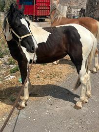 Puledra