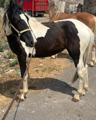 Puledra