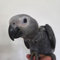 Cenerino coda rossa addestrato