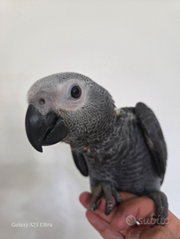 Cenerino coda rossa addestrato