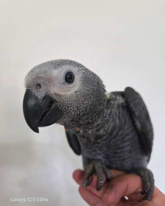 Cenerino coda rossa addestrato