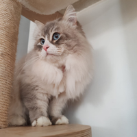 Gatto Siberiano per monta