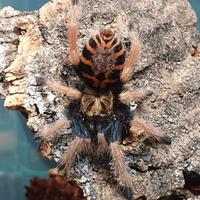 Chromatopelma cyaneopubescens sling