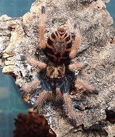 Chromatopelma cyaneopubescens sling