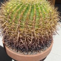 Cuscino della suocera Echinocactus grusonii 15anni