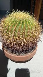 Cuscino della suocera Echinocactus grusonii 15anni