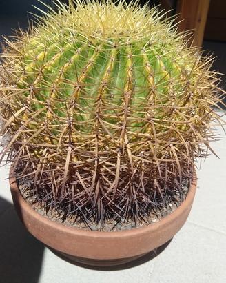 Cuscino della suocera Echinocactus grusonii 15anni