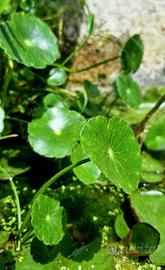 Hydrocotyle vulgaris