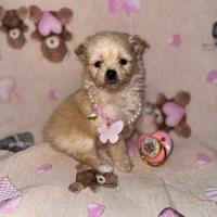 Maltipoo taglia piccola