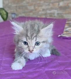 Gatto siberiano MASCHIO cucciolo con pedigree