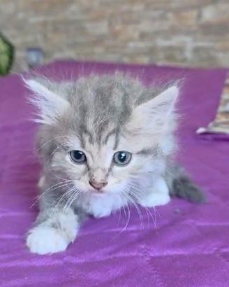 Gatto siberiano MASCHIO cucciolo con pedigree