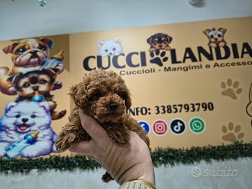 Barboncino mini toy red/ Toy Red 2F anche a rate