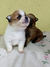 cuccioli-spitz-spitz