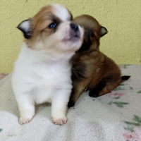 Cuccioli Spitz spitz