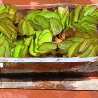 Salvinia Natans, pianta acquatica galleggiante 