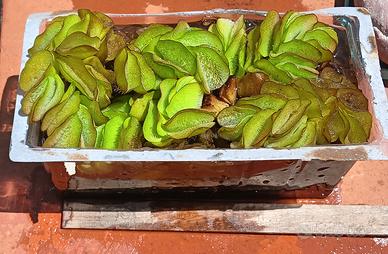 Salvinia Natans, pianta acquatica galleggiante 