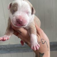 Amstaff