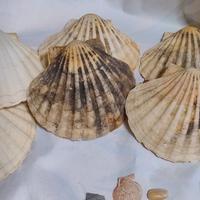 conchiglie e fossili filippini