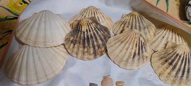 conchiglie e fossili filippini