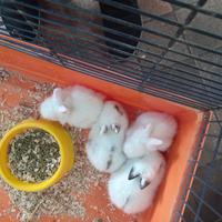 Coniglietti nani testa di leone