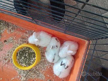 Coniglietti nani testa di leone