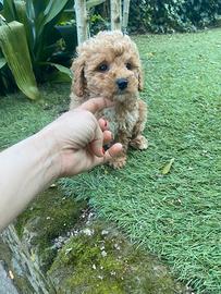 Barboncini Toy cuccioli