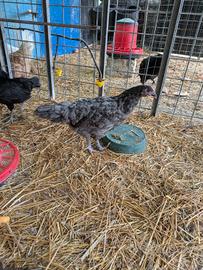 Marans auracana