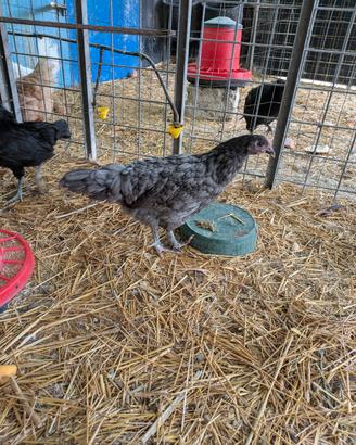 Marans auracana