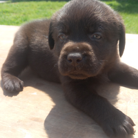 Cuccioli di labrador retriver puro chocolate