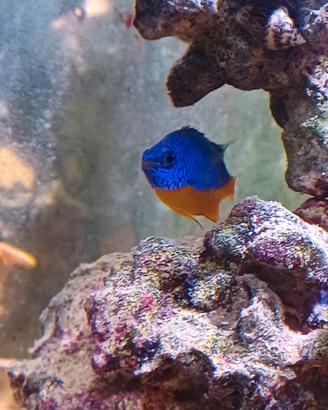 Pesci acquario marino