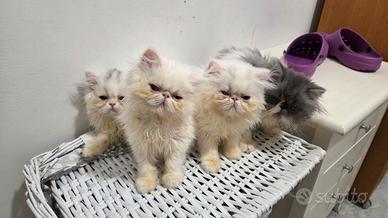 Cucciole persiane femminucce