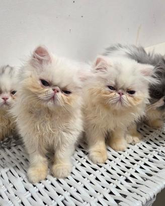 Cucciole persiane femminucce