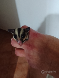 Cucciola petauro dello zucchero