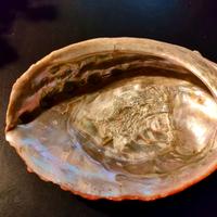 grande conchiglia abalone