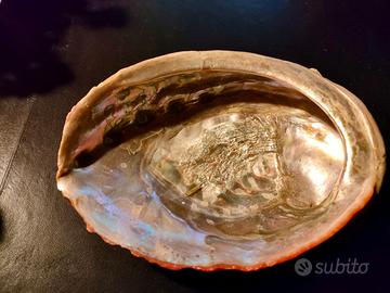 grande conchiglia abalone