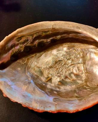 grande conchiglia abalone