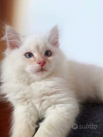 Gatto siberiano Neva masquerade