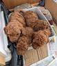 cuccioli-di-barbonvini-toy-maschi-e-femmine
