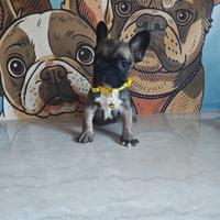 Bulldog francese